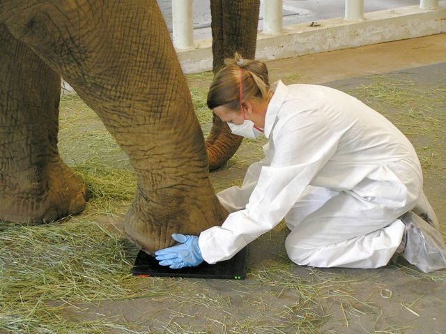 Carol Buckley takes x-rays of elephant foot