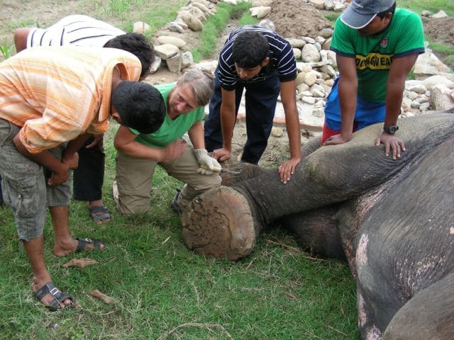Carol Buckley teaches mahouts how to trim elephant feet