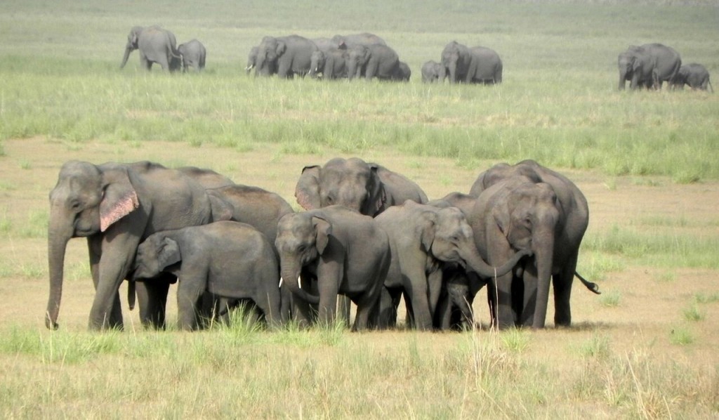 elephant groups