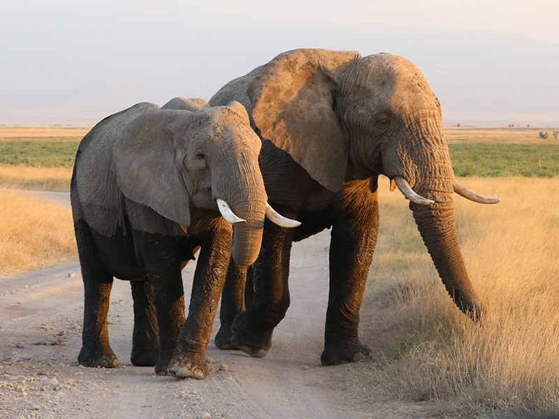Are Female Elephants Bigger Than Males 