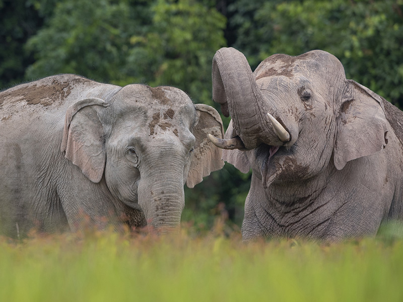 Asian elephant male and female