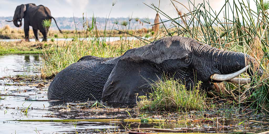 elephants swimming in marsh