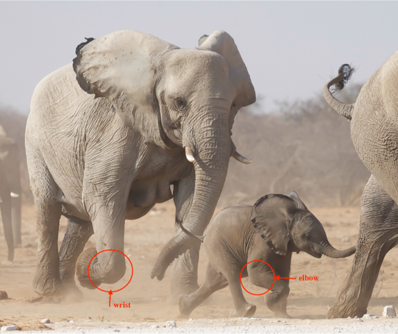 elephant limbs