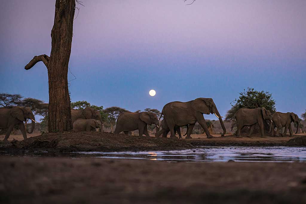 elephants moving at night