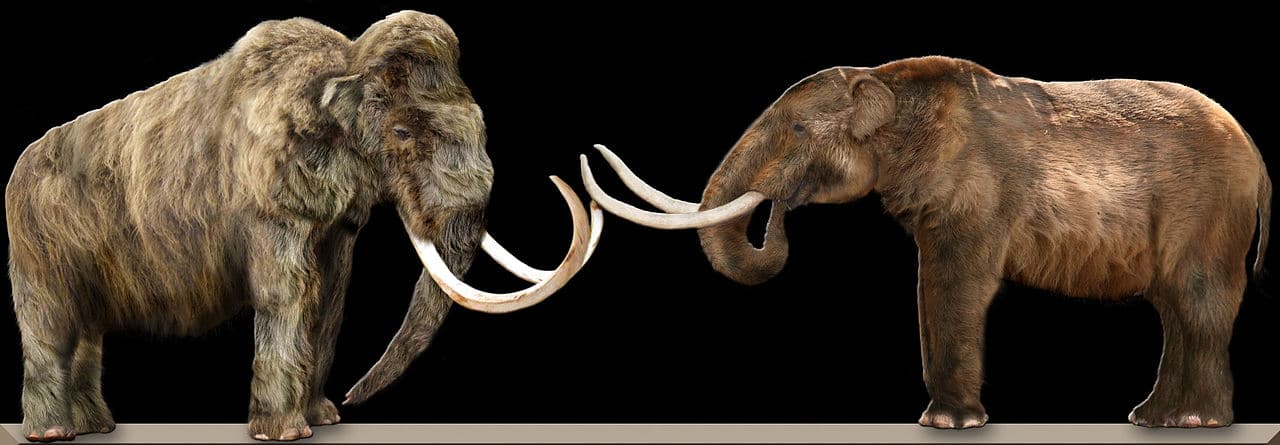 A Woolly mammoth (left) and an American mastodon (right)