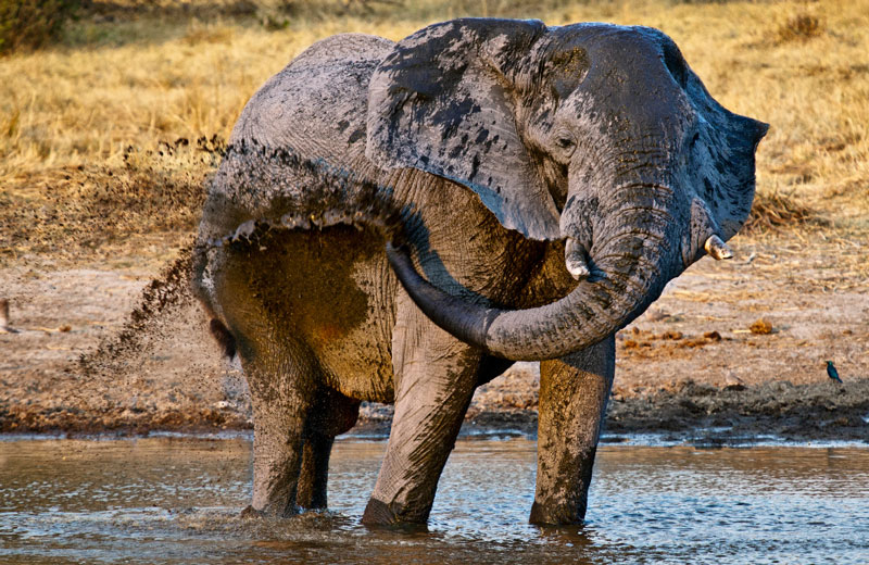 elephant taking a mud bath