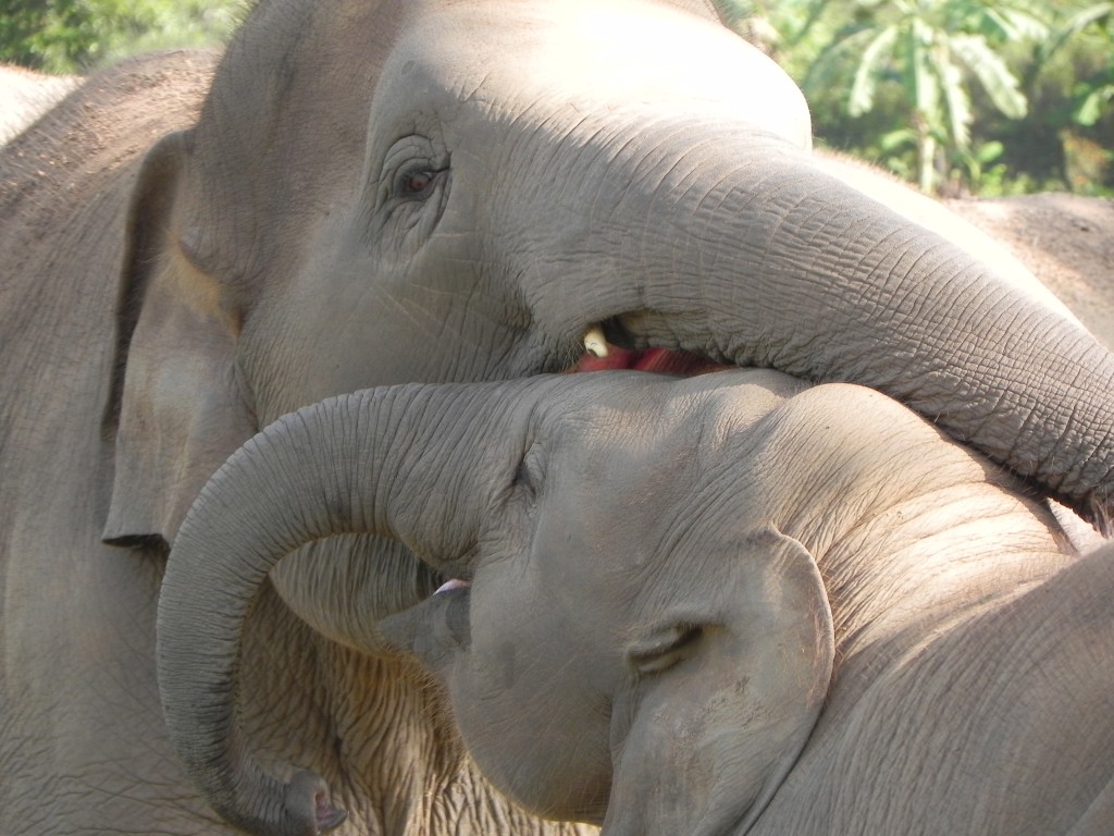 Я и мой слон. Слоны переплетаются хоботами. Слон хлопает ушами. Друг мой слон. Слоны сплелись хоботами.