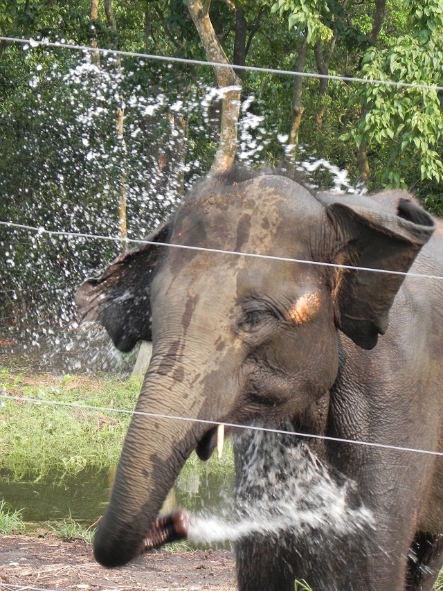 Sweetie Kalis Water Trough Elephant Aid International