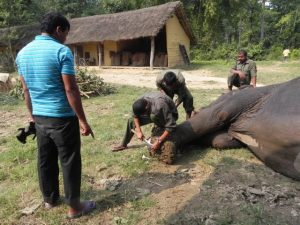 elephant foot trimming in Bardia