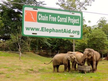 elephants freed