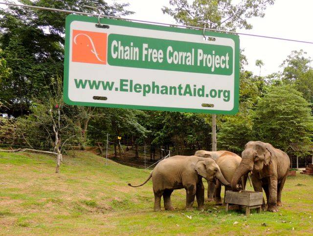 elephants living free of chains