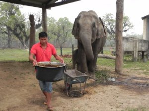 mahout carrying big pot