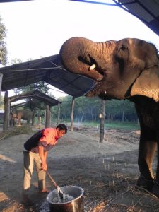 elephant Mel Kali mahout & food
