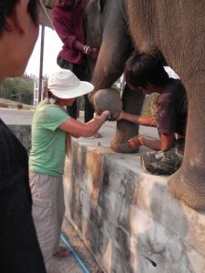 teaching mahouts elephant foot care