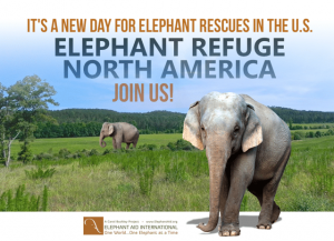 elephant sanctuary georgia at Elephant Refuge North America