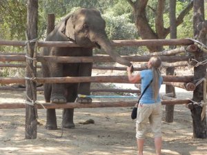 training elephants