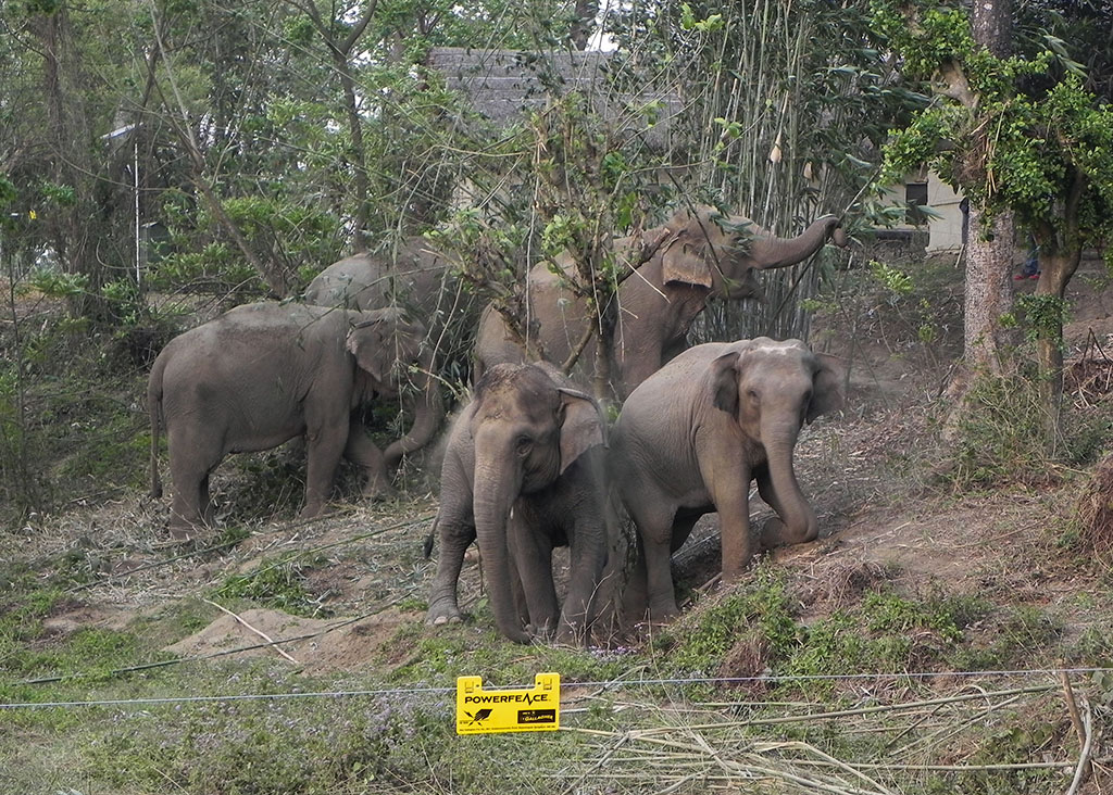 chain free elephants at Tiger Tops