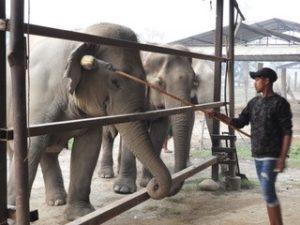 elephant and mahout learn positive reinforcement target training