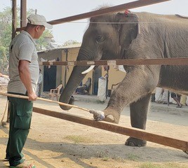 elephant and mahout learn protected contact positive reinforcement methods