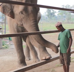 mahout gives elephant a reward for learning prtt