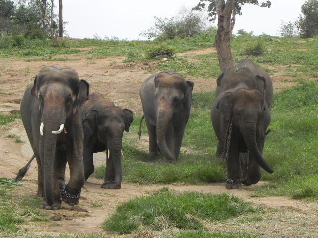 sunder__family_bannerghatta_zoo_india-1_med