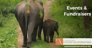 Elephant Aid International Events and Fundraisers