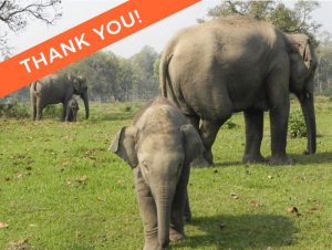 Asia Elephant Foot Triming Campaign successful