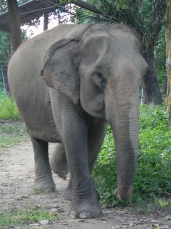 elephant Mel Kali