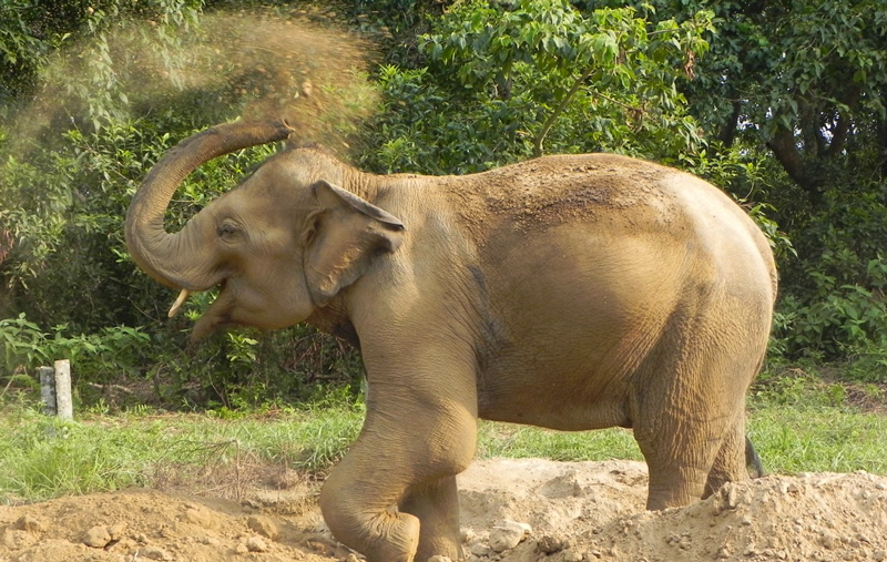 elephant dusting