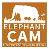 elephant cam