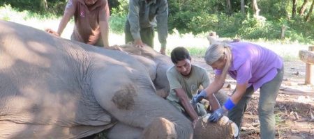 Carol Buckley shows mahouts how to trim elephant feet