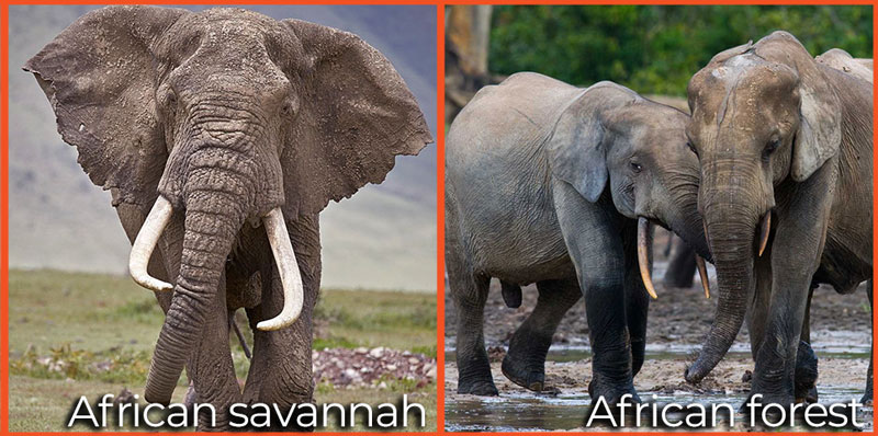 African elephant species