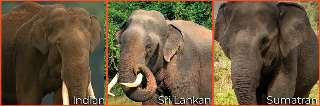 Asian elephant subspecies