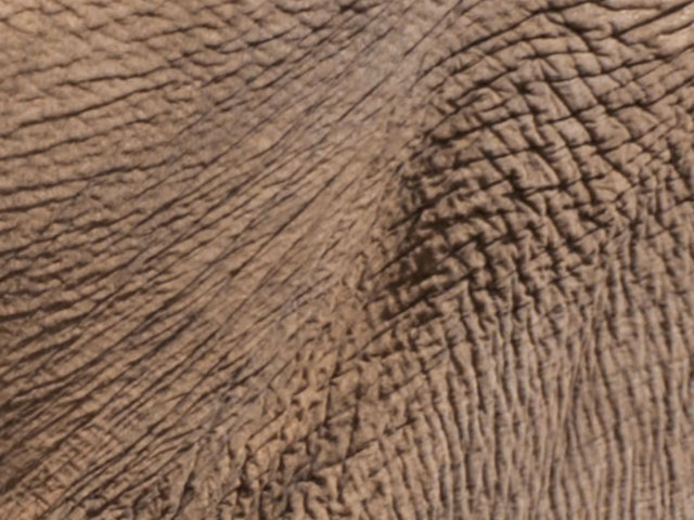 elephant skin