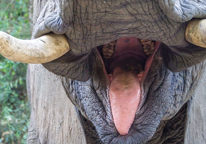 elephant teeth