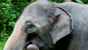 elephant ear canal location
