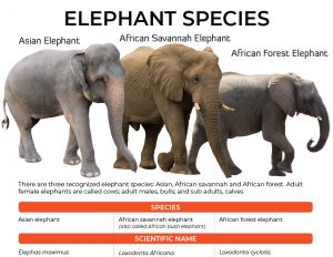 elephant species infographic