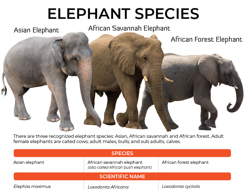 elephant species infographic. 