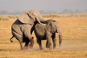 elephant mating