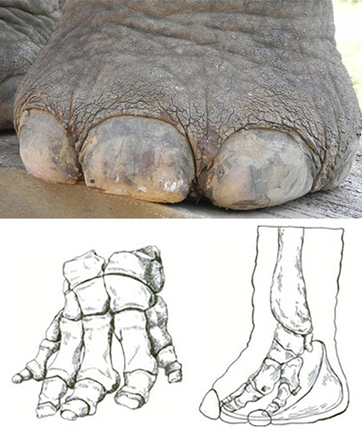 elephant foot and diagram of skeletal structure