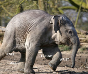 elephant legs