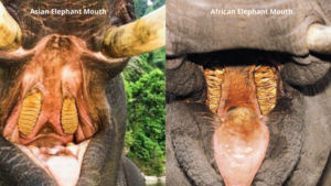 asian elephant and african elephant mouths side by side