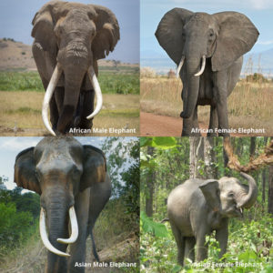 elephant tusks