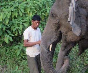 a mahout with elephants