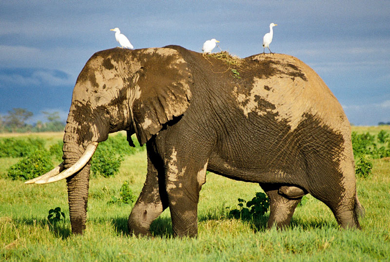 elephants are a keystone species
