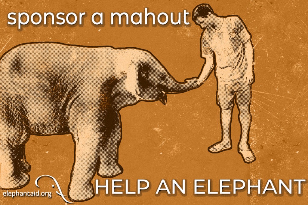 mahout caring for elephant