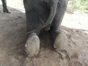 evaluate health of elephant feet