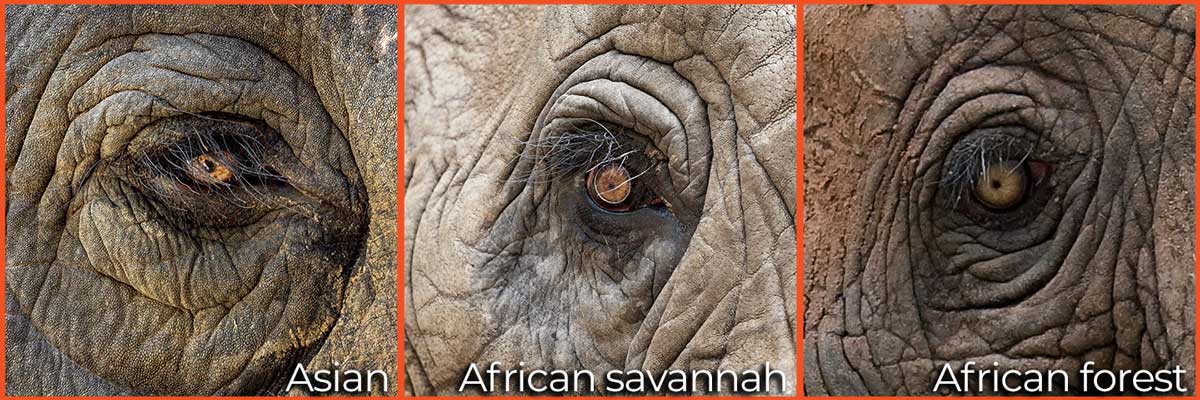 elephant eyes