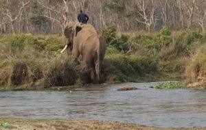elephant exiting river