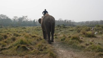 mahout riding elephant in asia